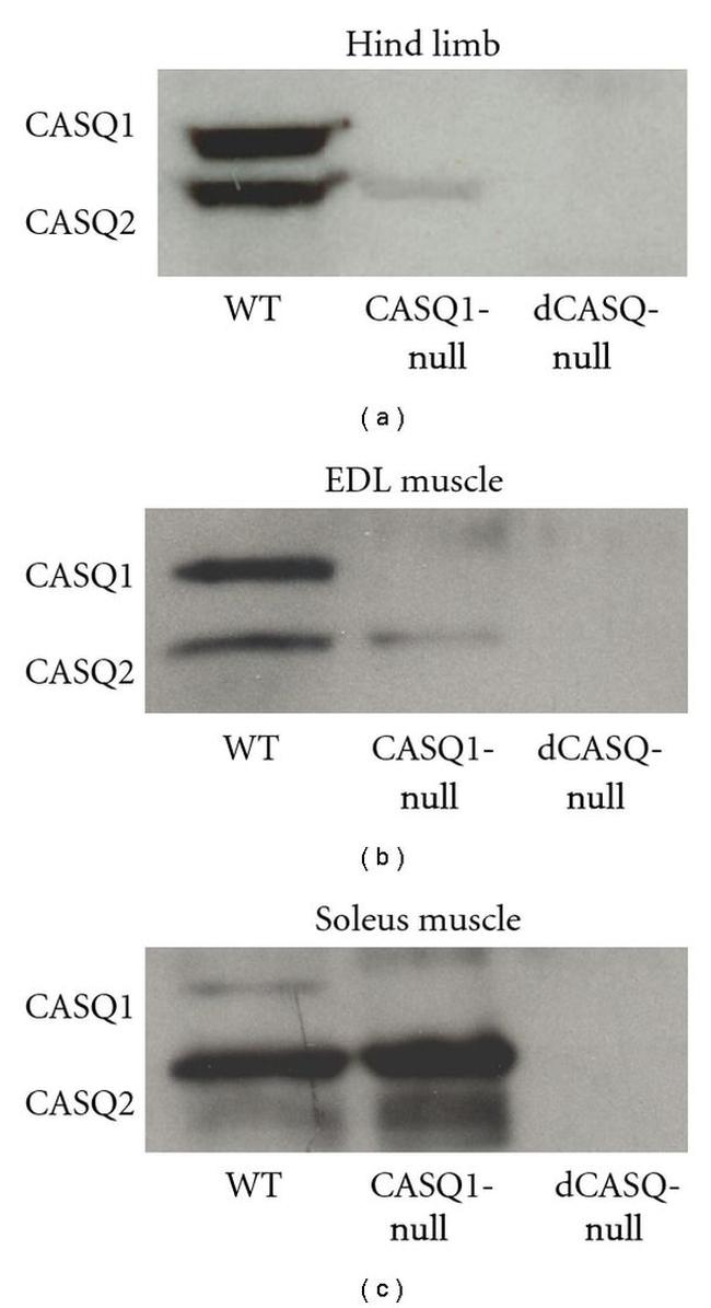 Calsequestrin Antibody in Western Blot (WB)