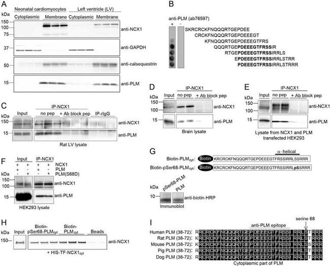 Calsequestrin Antibody in Western Blot (WB)