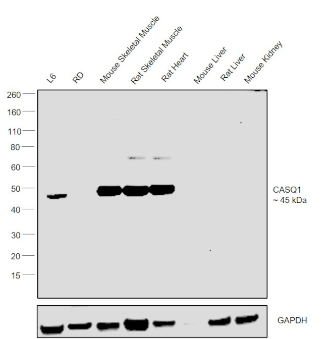 Calsequestrin Antibody