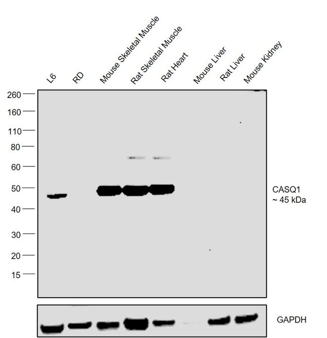 Calsequestrin Antibody in Western Blot (WB)