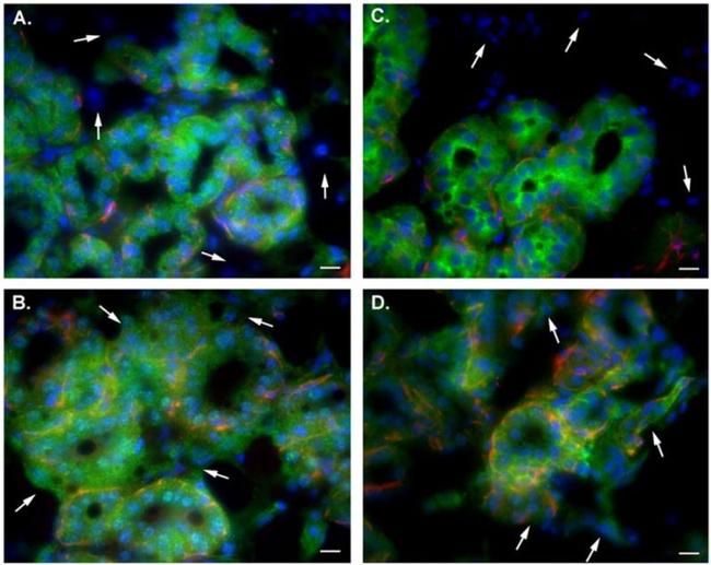 PMCA2 ATPase Antibody in Immunohistochemistry (IHC)