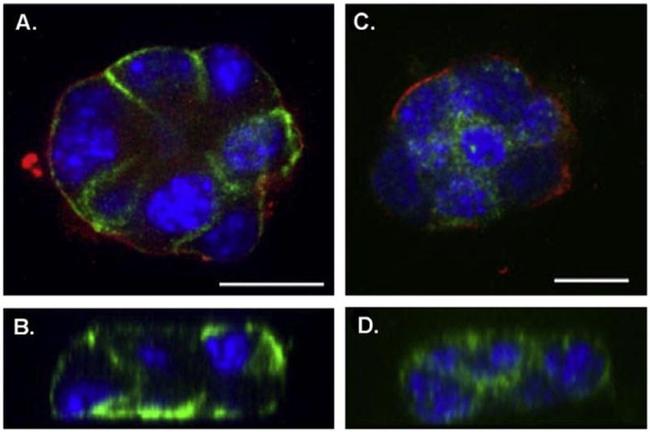 PMCA2 ATPase Antibody in Immunocytochemistry (ICC/IF)