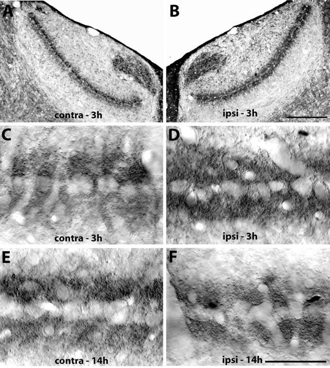 PMCA2 ATPase Antibody in Immunohistochemistry (IHC)