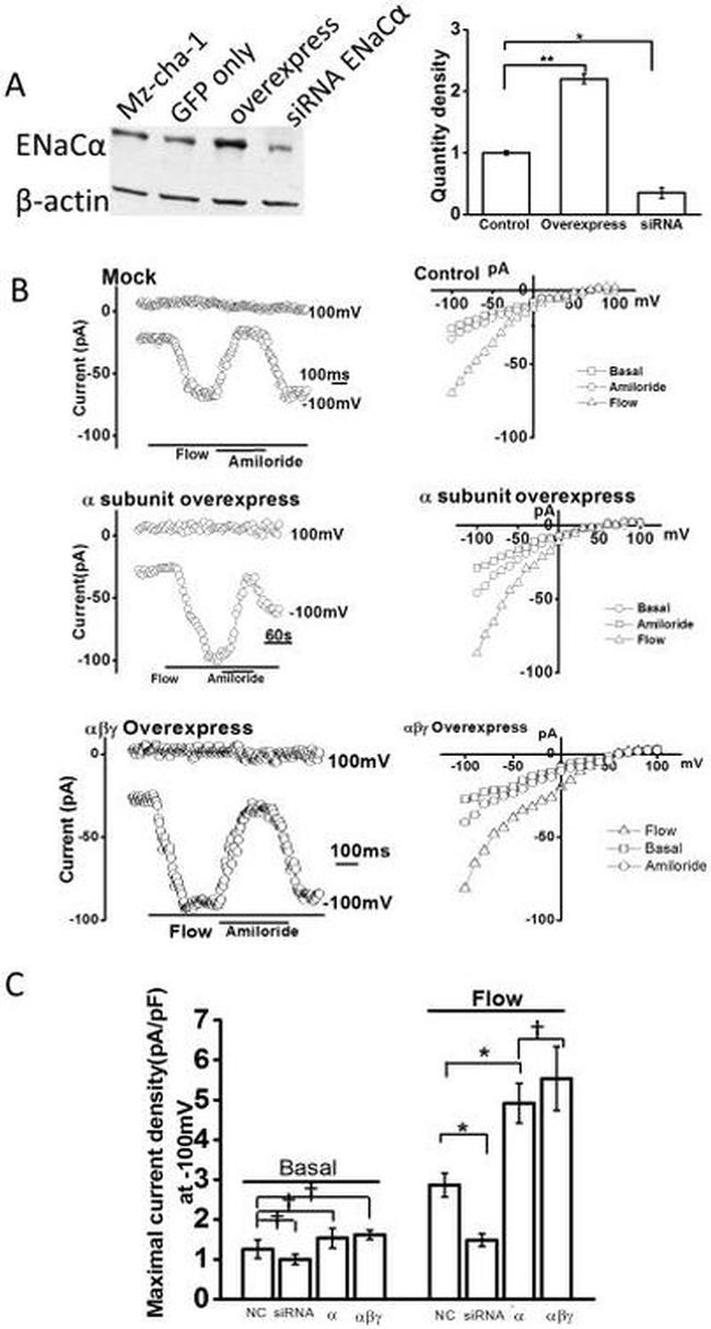 alpha-ENaC Antibody in Western Blot (WB)