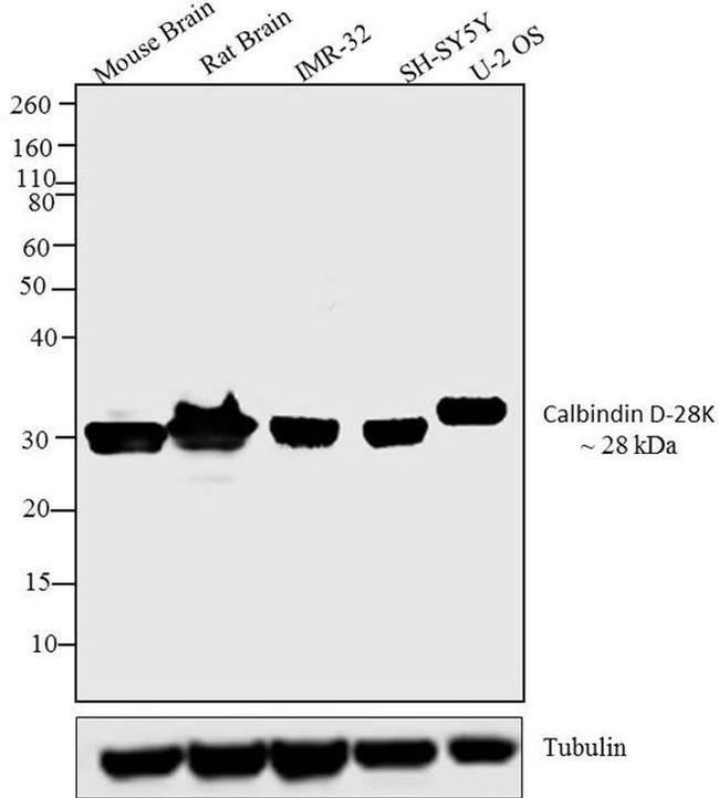 Calbindin D28K Antibody in Western Blot (WB)