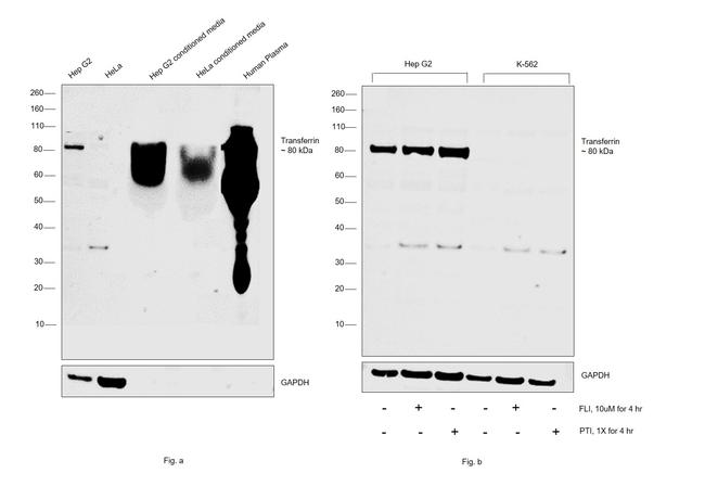 Transferrin Antibody in Western Blot (WB)