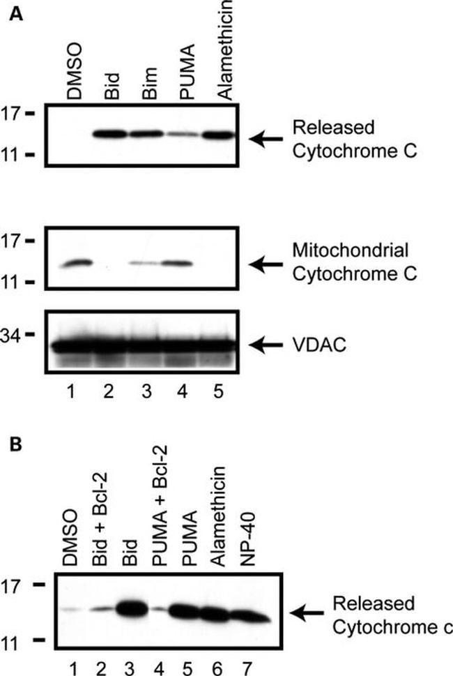 VDAC Antibody in Western Blot (WB)