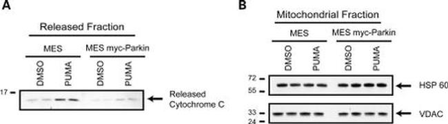 VDAC Antibody in Western Blot (WB)