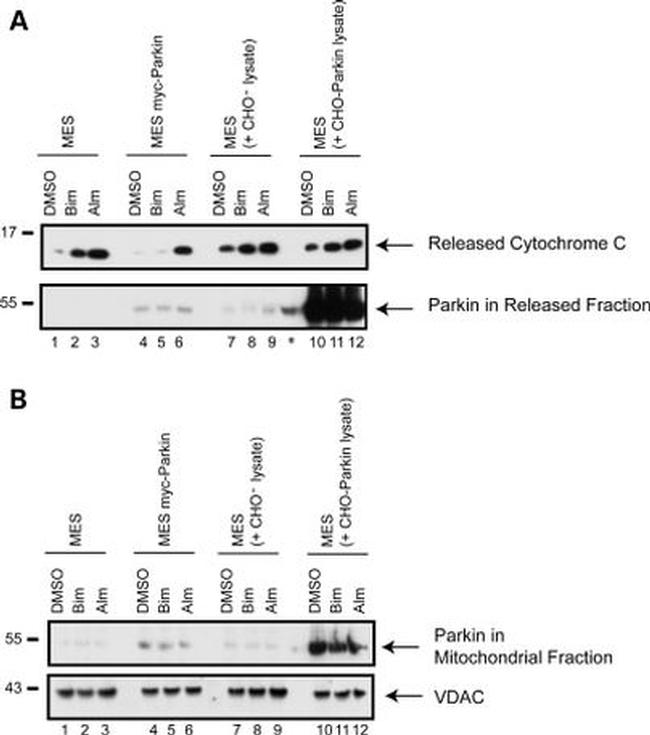 VDAC Antibody in Western Blot (WB)