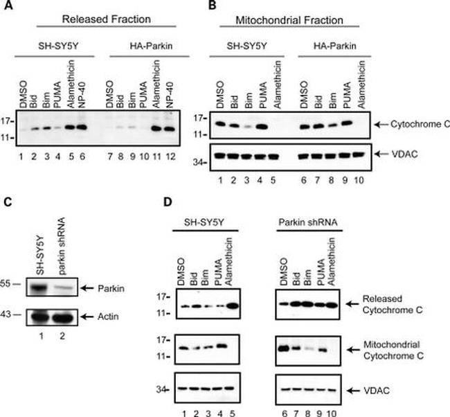 VDAC Antibody in Western Blot (WB)