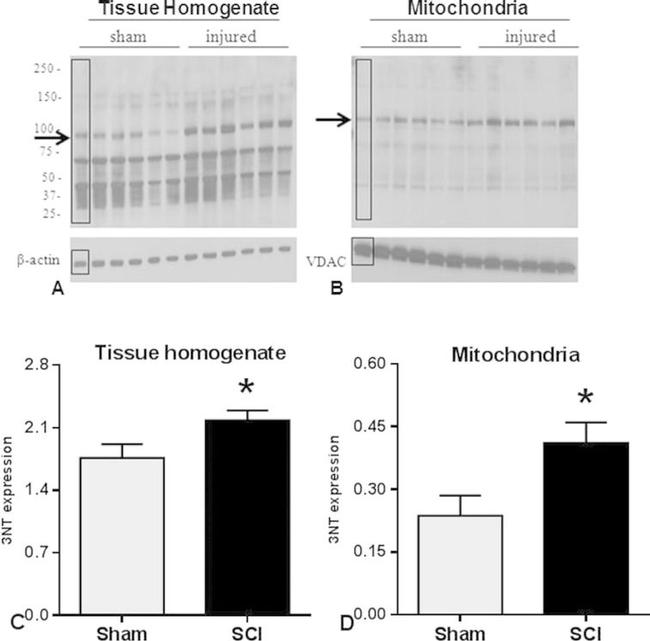 VDAC Antibody in Western Blot (WB)