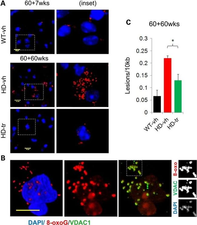 VDAC Antibody in Immunocytochemistry (ICC/IF)