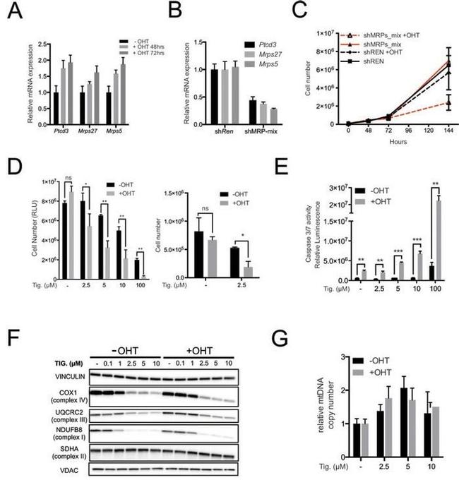 VDAC Antibody in Western Blot (WB)