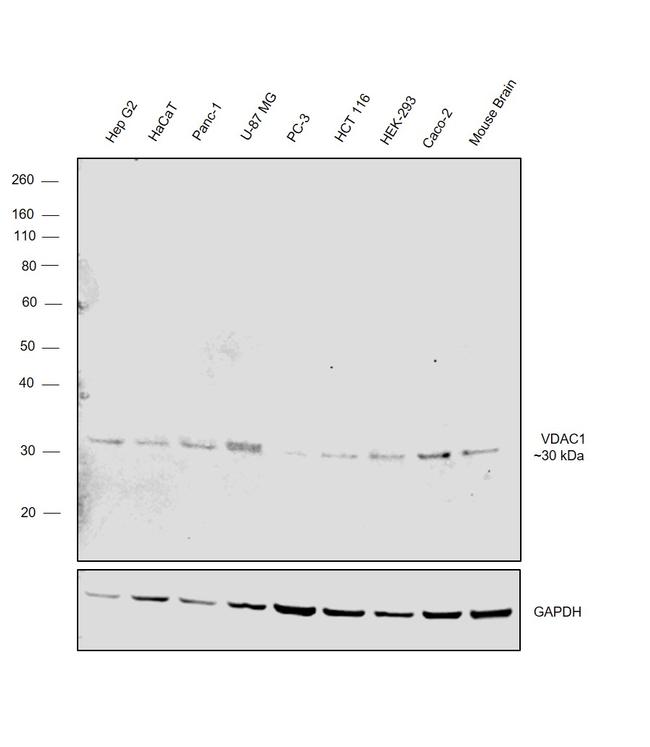 VDAC Antibody in Western Blot (WB)