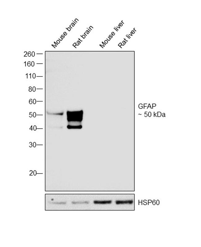 GFAP Antibody in Western Blot (WB)