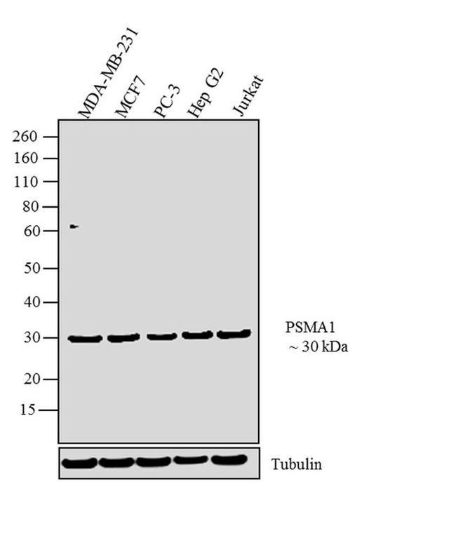 PSMA1 Antibody in Western Blot (WB)