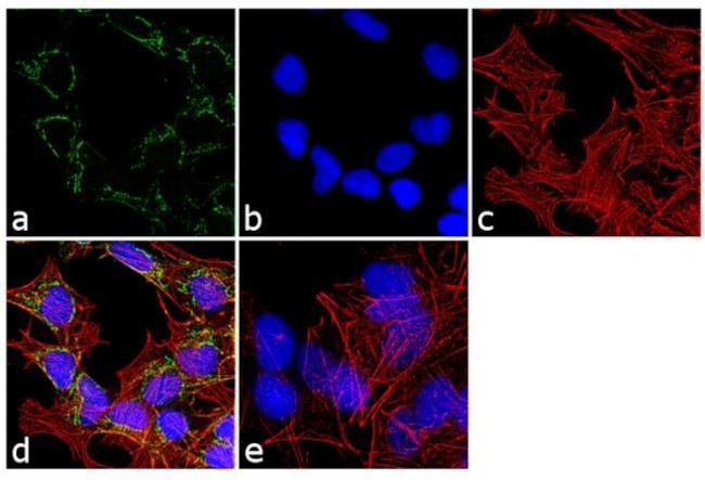 PSMC3 Antibody in Immunocytochemistry (ICC/IF)