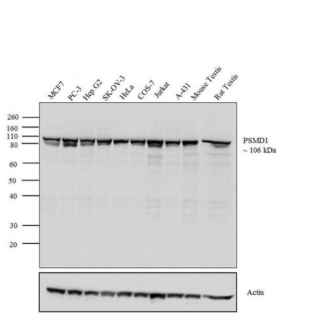 PSMD1 Antibody in Western Blot (WB)