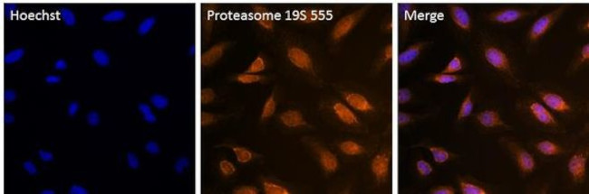 PSMD3 Antibody in Immunocytochemistry (ICC/IF)