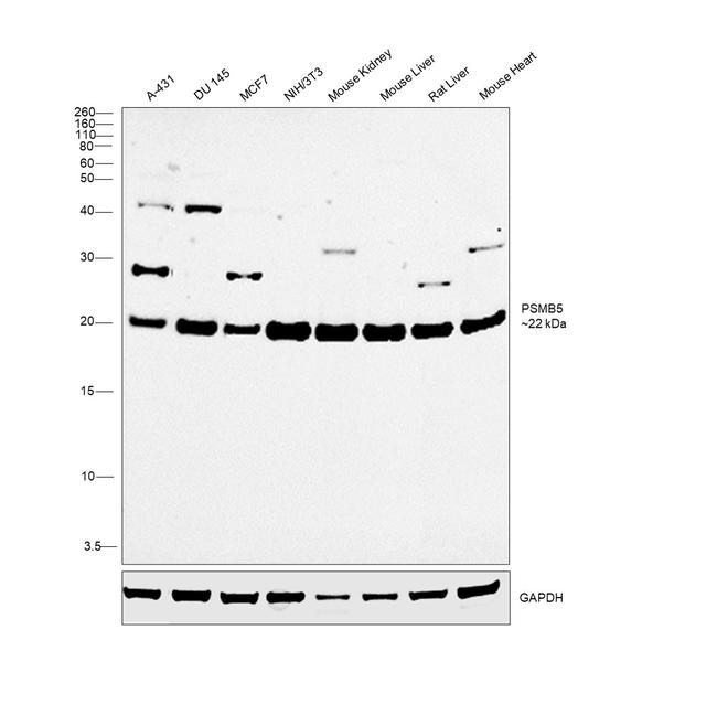 PSMB5 Antibody in Western Blot (WB)