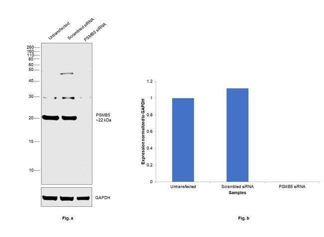 PSMB5 Antibody in Western Blot (WB)