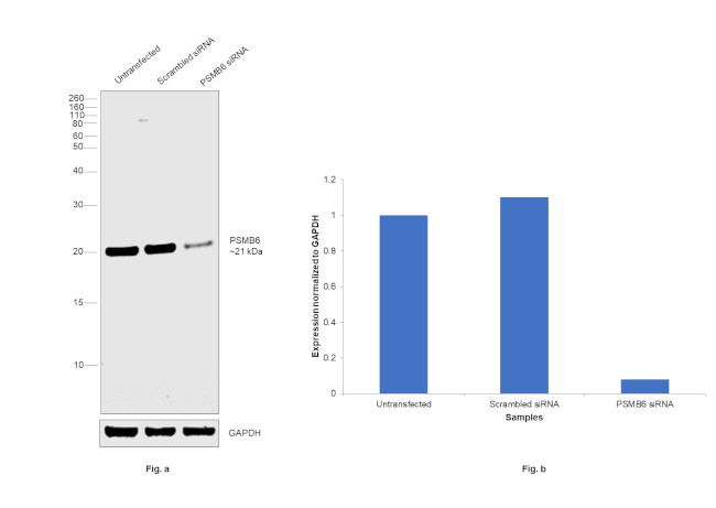 PSMB6 Antibody