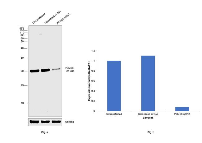 PSMB6 Antibody in Western Blot (WB)