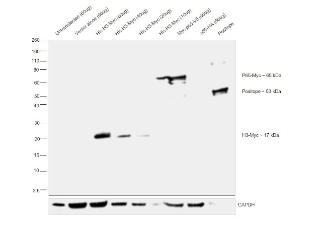 Myc Tag Antibody