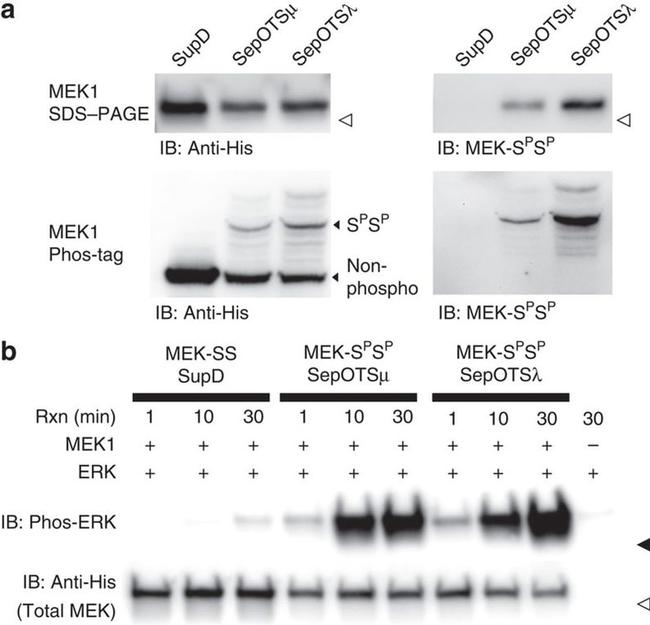 6x-His Tag Antibody in Western Blot (WB)