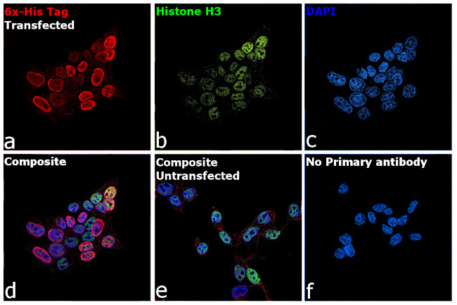 6x-His Tag Antibody in Immunocytochemistry (ICC/IF)