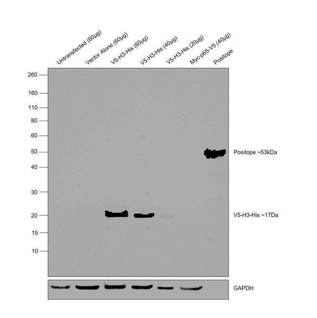 6x-His Tag Antibody in Western Blot (WB)