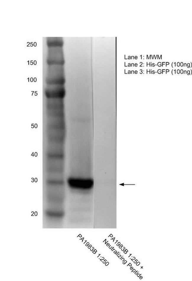 6x-His Tag Antibody in Western Blot (WB)