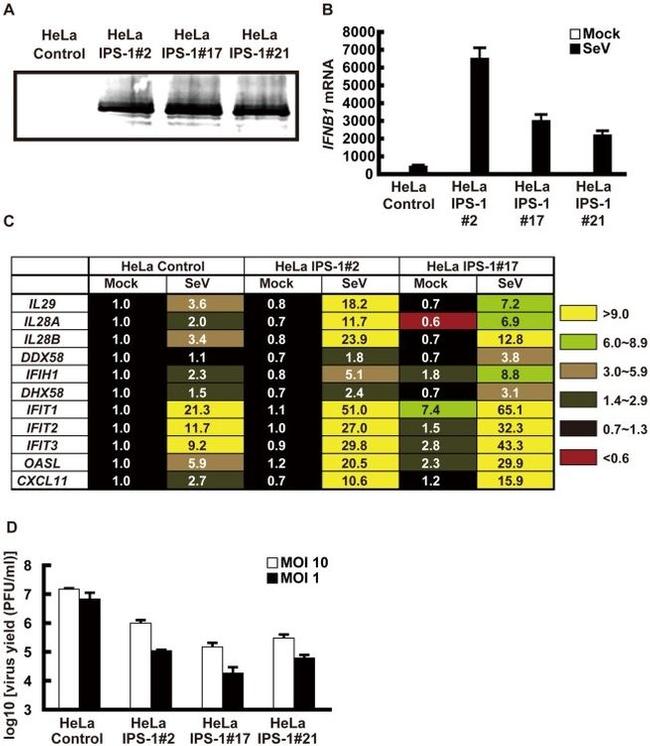 DYKDDDDK Tag Antibody in Western Blot (WB)