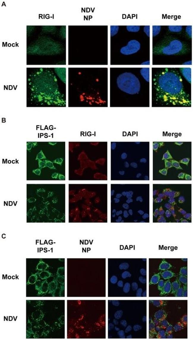 DYKDDDDK Tag Antibody in Immunocytochemistry (ICC/IF)