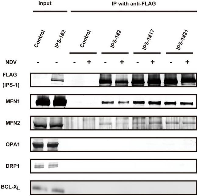 DYKDDDDK Tag Antibody in Western Blot (WB)