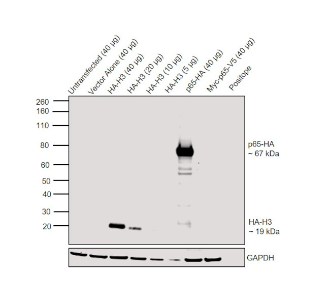 HA Tag Antibody