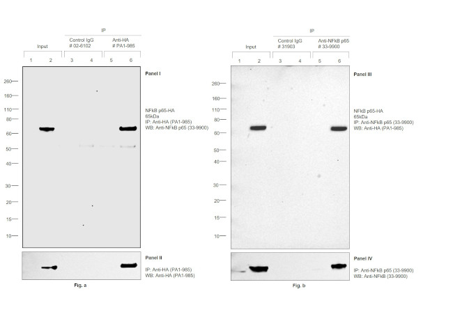 HA Tag Antibody in Immunoprecipitation (IP)