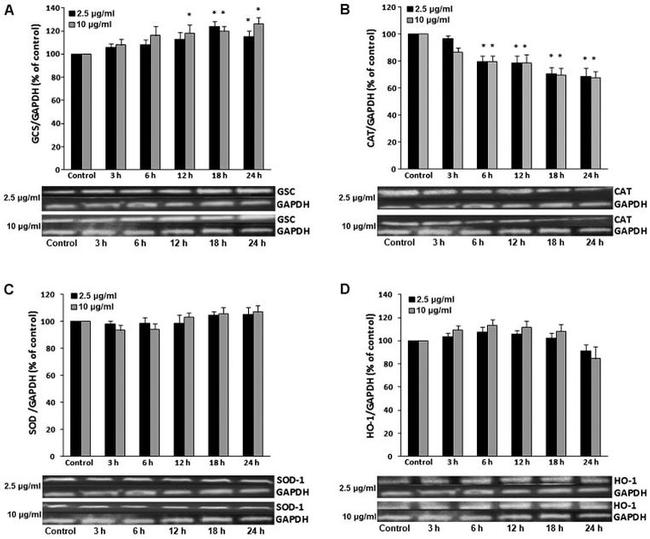 GAPDH Antibody in Western Blot (WB)