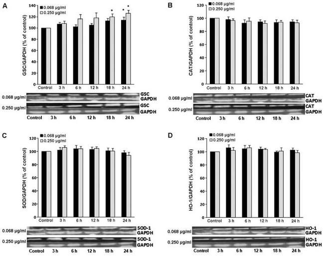 GAPDH Antibody in Western Blot (WB)