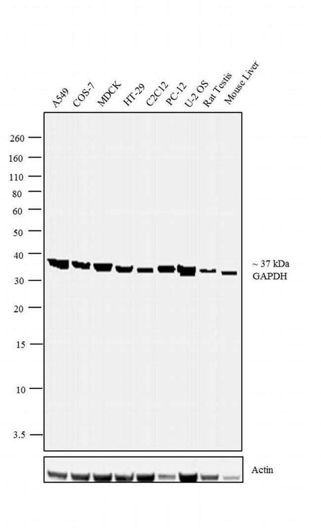 GAPDH Antibody in Western Blot (WB)