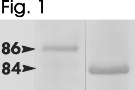 HSP90 beta Antibody in Western Blot (WB)