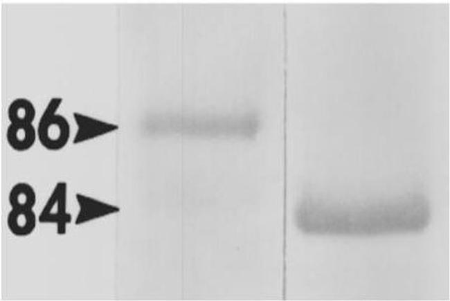 HSP90 alpha Antibody in Western Blot (WB)