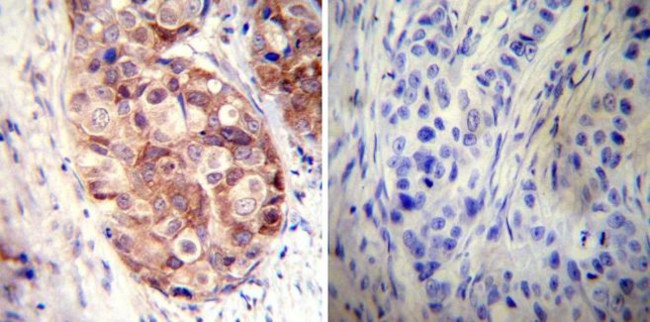 HSP90 alpha Antibody in Immunohistochemistry (Paraffin) (IHC (P))