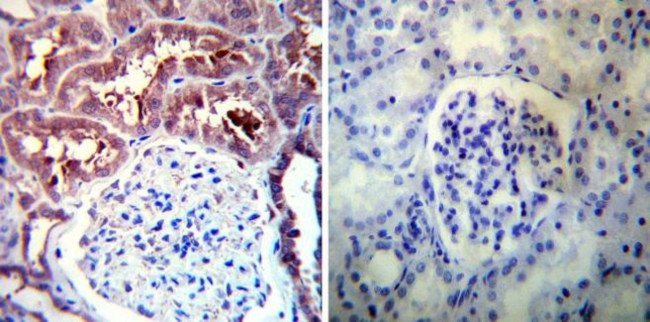 HSP90 alpha Antibody in Immunohistochemistry (Paraffin) (IHC (P))