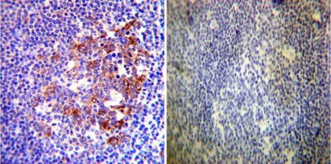 HSP90 alpha Antibody in Immunohistochemistry (Paraffin) (IHC (P))