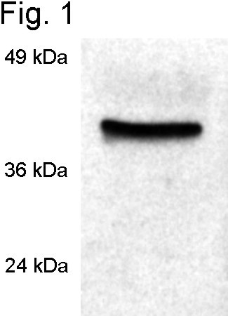 Cyclophilin 40 Antibody in Western Blot (WB)