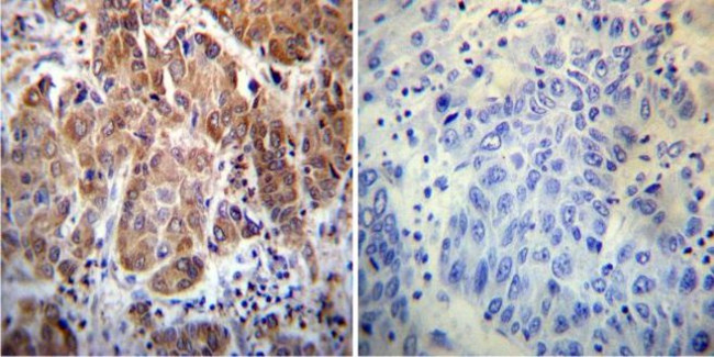 Cyclophilin 40 Antibody in Immunohistochemistry (Paraffin) (IHC (P))