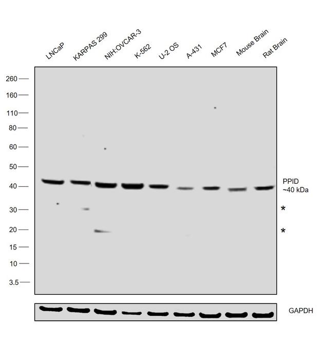 Cyclophilin 40 Antibody in Western Blot (WB)