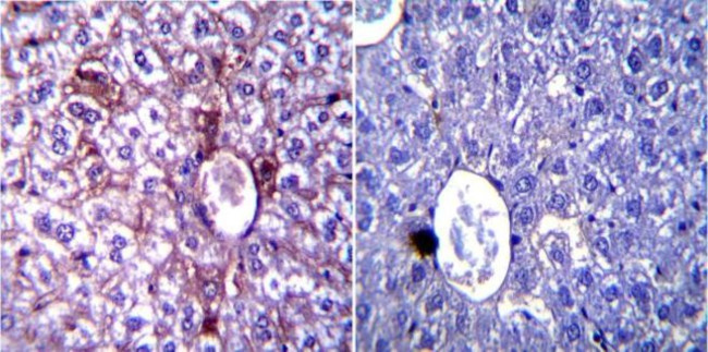 iNOS Antibody in Immunohistochemistry (Paraffin) (IHC (P))