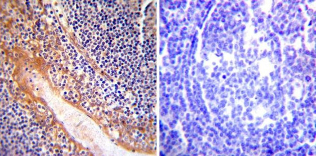 eNOS Antibody in Immunohistochemistry (Paraffin) (IHC (P))